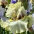 Iris Suspicion