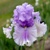 Iris Timescape