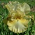 Iris Green With Envy