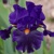 Iris Tom Johnson