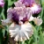 Iris Fred And Ginger