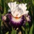 Iris Gypsy Uniq