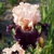 Iris Pink Champagne and Blackberries
