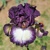 Iris Admiral Nelson