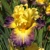 Iris Purple And Gold