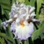 Iris Polite Applause