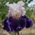 Iris Paris Option