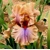 Iris Coffee Trader