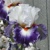 Irtis Gypsy Lord