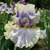 Iris Ivory Ghost