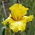 Iris Miami Beach