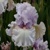 Iris Paris Fashion