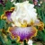 Iris Patchwork Puzzle