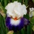 Iris Pirates Smile