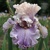 Iris Call Me Maybe