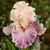 Iris Cross Me Heart
