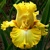 Iris Dance Till Dawn