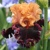 Iris Toronto