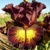 Iris High Octane