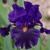 Iris Tom Johnson