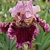 Iris Danger Money