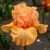 Iris Elegant Candy