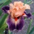 Iris Gypsy Clown