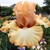 Iris Darling Bevere
