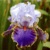 Iris Effective