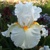 Iris Sun And Snow