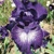 Iris Midninght Rain