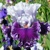 Iris Ten All Round