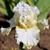 Iris Ten Carrat Diamond