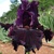 Iris Ruby Royal