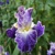 Iris Moonlight Waters