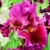 Iris Ruby Torch