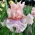 Iris Sweet Kisses