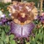 Iris Dipped In Dots