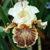 Iris Insaniac