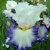 Iris Revision