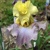 Iris Room For Romance