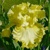 Iris Sunshine In
