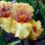 Iris Broome Sunset