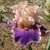 Iris Beauty Contest