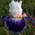 Iris Indigo Batic