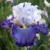 Iris Ocean Current