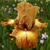 Iris Perfect Days
