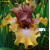 Iris Land Down Under