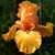 Iris Long Hot Summer