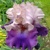 Iris Out And About